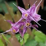 Epimedium (Horny Goat Weed)