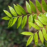 Eurycoma Longifolia (Tongkat Ali)