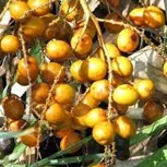 Serenoa Repens (Saw Palmetto)